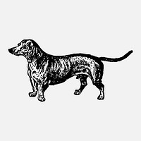 Dachshund dog clipart, black ink drawing vector, digitally enhanced from our own original copy of The Open Door to Independence (1915) by Thomas E. Hill.