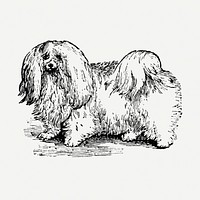 Maltese dog clipart, black ink drawing psd, digitally enhanced from our own original copy of The Open Door to Independence (1915) by Thomas E. Hill.