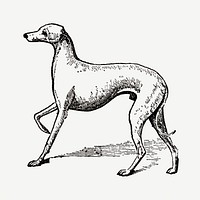 Italian Greyhound dog hand drawn illustration, digitally enhanced from our own original copy of The Open Door to Independence (1915) by Thomas E. Hill.