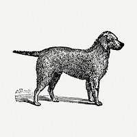 Bedlington Terrier dog clipart, black ink drawing psd, digitally enhanced from our own original copy of The Open Door to Independence (1915) by Thomas E. Hill.
