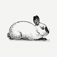 Rabbit sticker, black ink drawing psd, digitally enhanced from our own original copy of The Open Door to Independence (1915) by Thomas E. Hill.