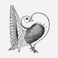 Fantail pigeon bird clipart, black ink drawing vector, digitally enhanced from our own original copy of The Open Door to Independence (1915) by Thomas E. Hill.