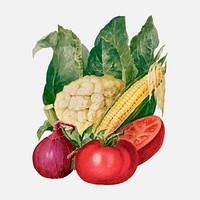 Vegetable clip art, vintage watercolor illustration vector, digitally enhanced from our own original copy of The Open Door to Independence (1915) by Thomas E. Hill.