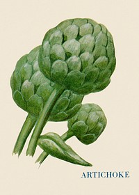 Artichoke illustration, vintage watercolor design, digitally enhanced from our own original copy of The Open Door to Independence (1915) by Thomas E. Hill.