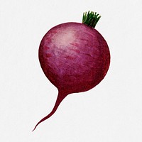 Beet illustration, vintage watercolor design, digitally enhanced from our own original copy of The Open Door to Independence (1915) by Thomas E. Hill.