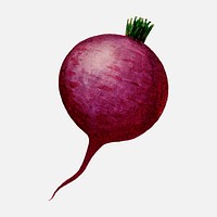 Beet clip art, vintage watercolor illustration vector, digitally enhanced from our own original copy of The Open Door to Independence (1915) by Thomas E. Hill.