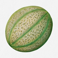 Muskmelon illustration, vintage watercolor design, digitally enhanced from our own original copy of The Open Door to Independence (1915) by Thomas E. Hill.