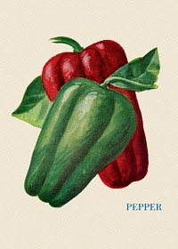 Sweet pepper illustration, vintage watercolor design, digitally enhanced from our own original copy of The Open Door to Independence (1915) by Thomas E. Hill.