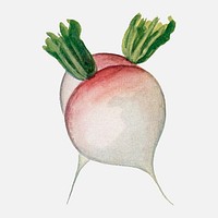 Turnip clip art, vintage watercolor illustration vector, digitally enhanced from our own original copy of The Open Door to Independence (1915) by Thomas E. Hill.