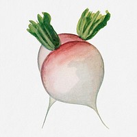 Turnip illustration, vintage watercolor design, digitally enhanced from our own original copy of The Open Door to Independence (1915) by Thomas E. Hill.
