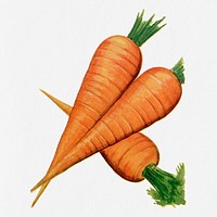Carrot illustration, vintage watercolor design, digitally enhanced from our own original copy of The Open Door to Independence (1915) by Thomas E. Hill.