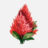 Celosia flower collage element, watercolor botanical clipart vector, digitally enhanced from our own original copy of The Open Door to Independence (1915) by Thomas E. Hill.
