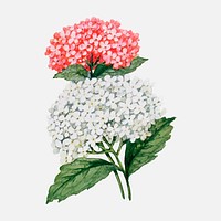 Centranthus flower collage element, watercolor botanical clipart vector, digitally enhanced from our own original copy of The Open Door to Independence (1915) by Thomas E. Hill.