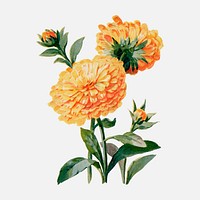 Vintage Calendula flower sticker, watercolor illustration vector, digitally enhanced from our own original copy of The Open Door to Independence (1915) by Thomas E. Hill.