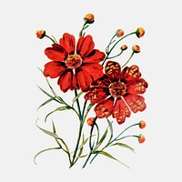 Vintage Callopsis flower sticker, watercolor illustration vector, digitally enhanced from our own original copy of The Open Door to Independence (1915) by Thomas E. Hill.