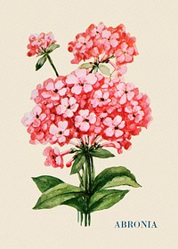Abronia flower illustration, vintage watercolor design, digitally enhanced from our own original copy of The Open Door to Independence (1915) by Thomas E. Hill.