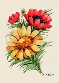 Adonis flower illustration, vintage watercolor design, digitally enhanced from our own original copy of The Open Door to Independence (1915) by Thomas E. Hill.