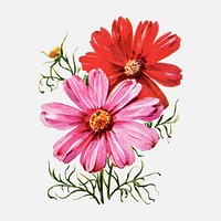 Cosmos flower collage element, vintage watercolor vector, digitally enhanced from our own original copy of The Open Door to Independence (1915) by Thomas E. Hill.