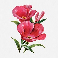 Godetia flower illustration, vintage watercolor design, digitally enhanced from our own original copy of The Open Door to Independence (1915) by Thomas E. Hill.