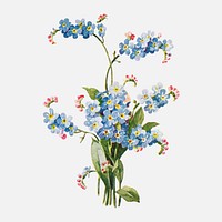 Forget-me-not flower clipart, vintage botanical illustration vector, digitally enhanced from our own original copy of The Open Door to Independence (1915) by Thomas E. Hill.
