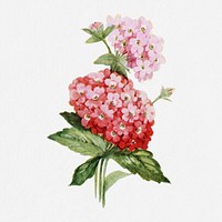 Verbena flower illustration, vintage watercolor design, digitally enhanced from our own original copy of The Open Door to Independence (1915) by Thomas E. Hill.