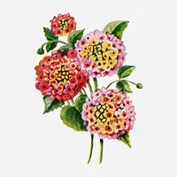 Lantana flower illustration, vintage watercolor design, digitally enhanced from our own original copy of The Open Door to Independence (1915) by Thomas E. Hill.