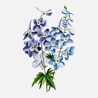 Larkspur flower collage element, botanical illustration vector, digitally enhanced from our own original copy of The Open Door to Independence (1915) by Thomas E. Hill.