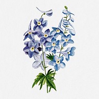 Larkspur flower illustration, vintage watercolor design, digitally enhanced from our own original copy of The Open Door to Independence (1915) by Thomas E. Hill.