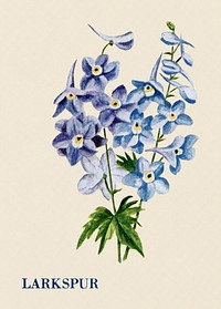 Larkspur flower illustration, vintage watercolor design, digitally enhanced from our own original copy of The Open Door to Independence (1915) by Thomas E. Hill.