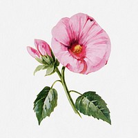 Hibiscus flower illustration, vintage watercolor design, digitally enhanced from our own original copy of The Open Door to Independence (1915) by Thomas E. Hill.