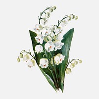 Lily of the valley flower collage element, botanical illustration vector, digitally enhanced from our own original copy of The Open Door to Independence (1915) by Thomas E. Hill.