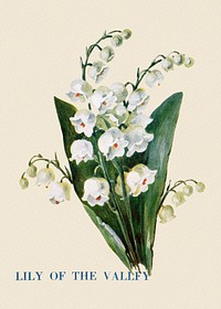 Lily of the valley flower illustration, vintage watercolor design, digitally enhanced from our own original copy of The Open Door to Independence (1915) by Thomas E. Hill.