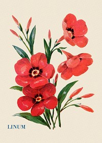 Linum flower illustration, vintage watercolor design, digitally enhanced from our own original copy of The Open Door to Independence (1915) by Thomas E. Hill.