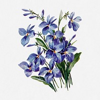 Lobelia flower illustration, vintage watercolor design, digitally enhanced from our own original copy of The Open Door to Independence (1915) by Thomas E. Hill.
