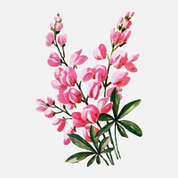 Lupin flower clipart, vintage watercolor illustration vector, digitally enhanced from our own original copy of The Open Door to Independence (1915) by Thomas E. Hill.