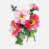 Primula flower clipart, vintage watercolor illustration vector, digitally enhanced from our own original copy of The Open Door to Independence (1915) by Thomas E. Hill.