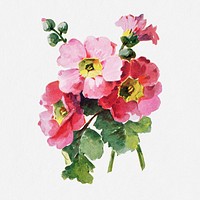 Primula flower illustration, vintage watercolor design, digitally enhanced from our own original copy of The Open Door to Independence (1915) by Thomas E. Hill.