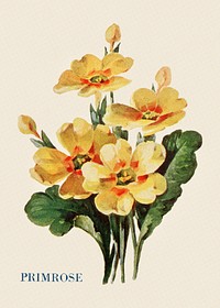 Primrose flower illustration, vintage watercolor design, digitally enhanced from our own original copy of The Open Door to Independence (1915) by Thomas E. Hill.
