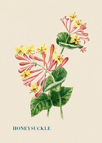 Honeysuckle flower illustration, vintage watercolor design, digitally enhanced from our own original copy of The Open Door to Independence (1915) by Thomas E. Hill.