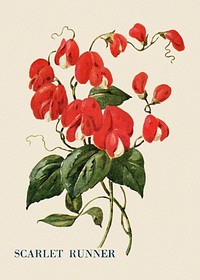 Scarlet runner flower illustration, vintage watercolor design, digitally enhanced from our own original copy of The Open Door to Independence (1915) by Thomas E. Hill.