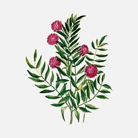 sensitive plant clipart, botanical illustration vector, digitally enhanced from our own original copy of The Open Door to Independence (1915) by Thomas E. Hill.