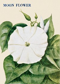 Moon flower illustration, vintage watercolor design, digitally enhanced from our own original copy of The Open Door to Independence (1915) by Thomas E. Hill.