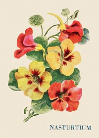 Nasturtium flower illustration, vintage watercolor design, digitally enhanced from our own original copy of The Open Door to Independence (1915) by Thomas E. Hill.