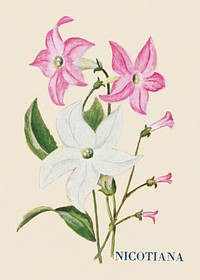 Nicotiana flower illustration, vintage watercolor design, digitally enhanced from our own original copy of The Open Door to Independence (1915) by Thomas E. Hill.