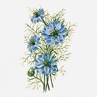 Nigella flower illustration, vintage watercolor design, digitally enhanced from our own original copy of The Open Door to Independence (1915) by Thomas E. Hill.