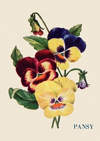 Pansy flower illustration, vintage watercolor design, digitally enhanced from our own original copy of The Open Door to Independence (1915) by Thomas E. Hill.