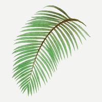 Tropical leaf clip art, aesthetic palm tree illustration, vector collage element