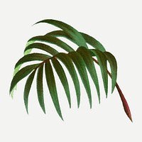 Tropical palm leaf sticker, aesthetic botanical illustration in green, vector collage element