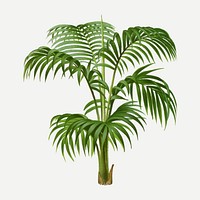 Palm tree clip art, aesthetic botanical illustration in green, vector collage element