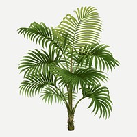 Palm tree clip art, aesthetic botanical illustration in green, vector collage element